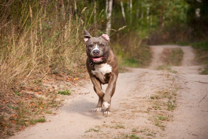 dog, running, run